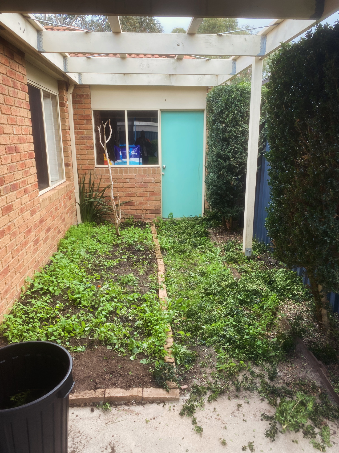 Weed-covered courtyard garden beds beside a brick home before Knights Mowing cleared them